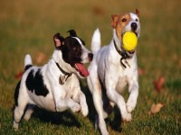 El hombre, el perro y la pelota