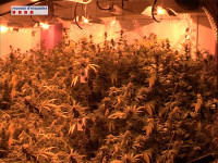 Plantació de marihuana  // Imatge arxiu pels Mossos d'Esquadra