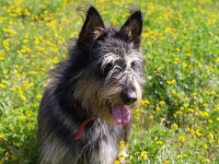 Com apradinar un animal ? … // Foto Caldesanimal
