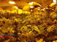 Marihuana // Imatge cedida pels Mossos d'Esquadra