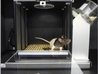 Els humans comparteixen amb altres animals mecanismes per a l’adquisició del llenguatge