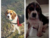 Los perros y los fármacos // Foto Teresa Garcia