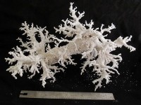 Fulgurites, els raigs fossilitzats // Imatge Pinterest.com