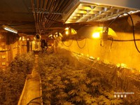 Detingut un home per cultivar  marihuana en un garatge de Terrassa