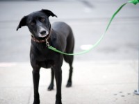 5 Claves para pasear con tu perro // Imatge Indicans