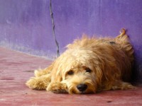 Ser un gran compañero de un perro // Imatge Indicans