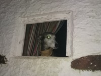 Consejos para facilitar la vida de un perro en familia // Foto: Toni Garcia