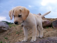 Mi perro no viene, mi perro se va // Imatge Indicans