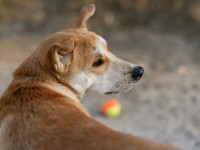 Nuestro amigo Premack // Imatge Indicans