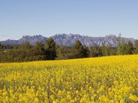 Primavera a l’Alt Penedès (@martbarcelona)