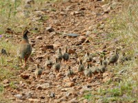 Les poblacions d’alta densitat de perdiu roja, claus per a la biodiversitat