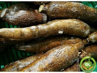 Què en saps de …? L’YUCA