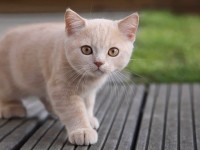 Trobant la teva mascota