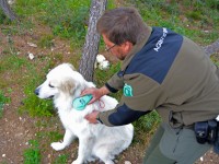 L’abandonament d’animals de companyia a Catalunya s’ha reduït un 9,6%