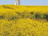Yellow (Fornells de la Selva);(@sbartroli)