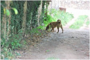 animalmente olfateig