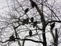 Els voltors que celebren anualment la batalla de Gettysburg