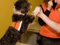 Programa Buddies affinity// Foto:Fundacio Affinity