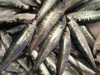 Sardina peix blau//Foto: DARP